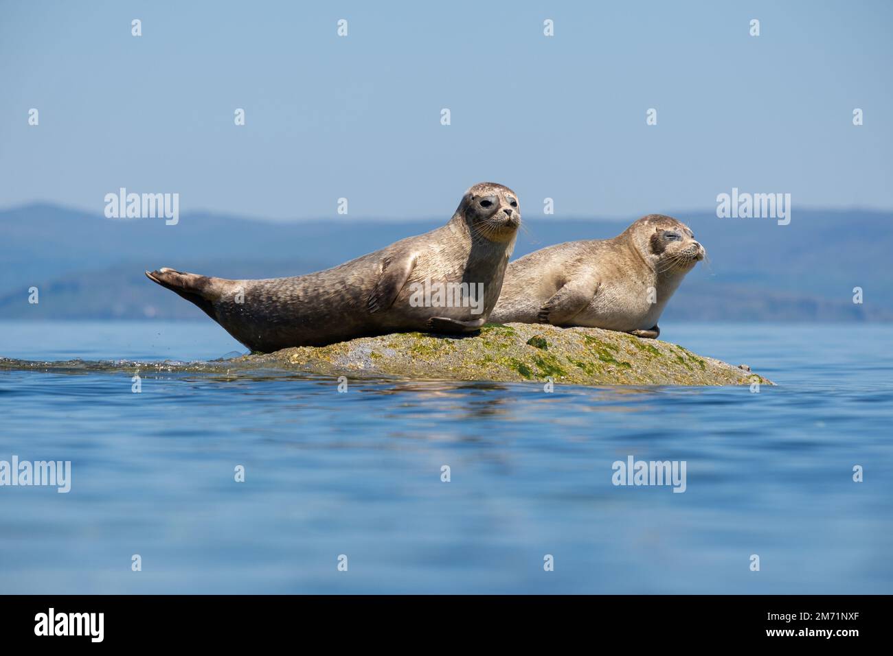 Common seal also known as Harbour seal, Hair seal or Spotted seal