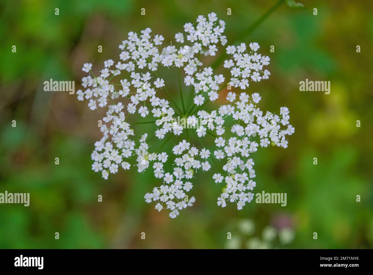 Macro of blooming white Pimpinella Saxifraga or burnet-saxifrage flowers plant with blurred background. Natural wild lawn. Stock Photo