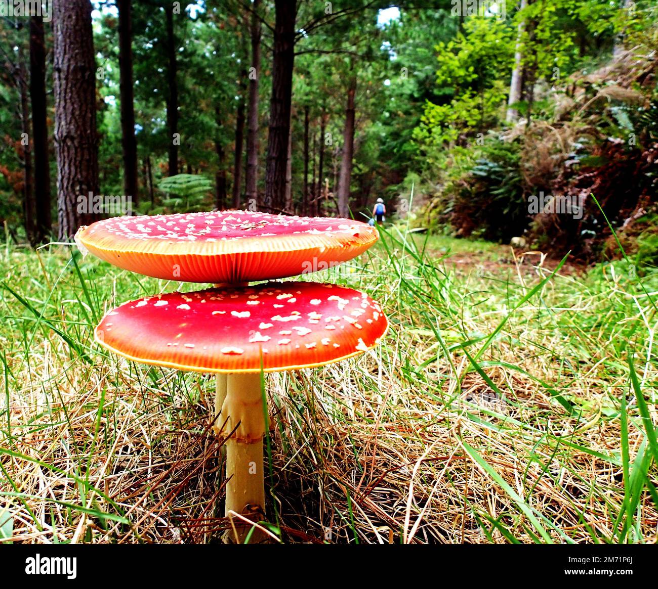 Fly agaric (Amanita muscaria) fungi in a pine forest in New Zealand with a walker in the background Stock Photo