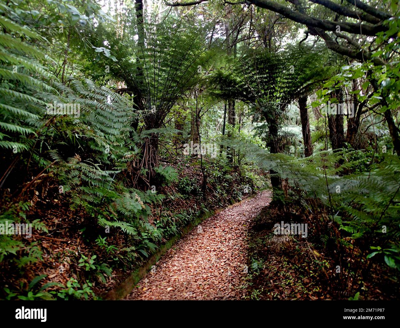A well maintained bush walk track through a typical fern understory in New Zealand Stock Photo