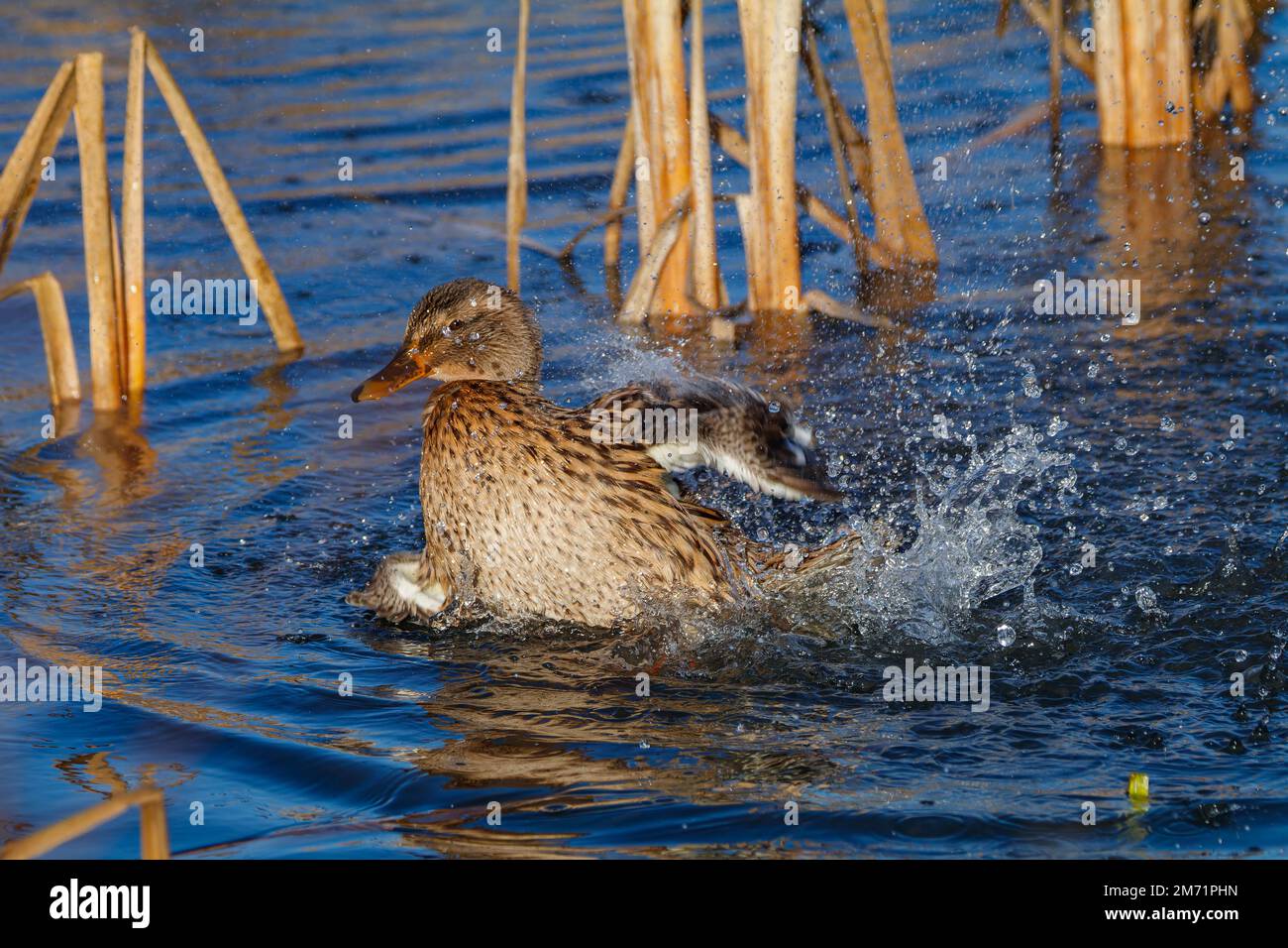 Duck cleaning its feathers Stock Photo Alamy