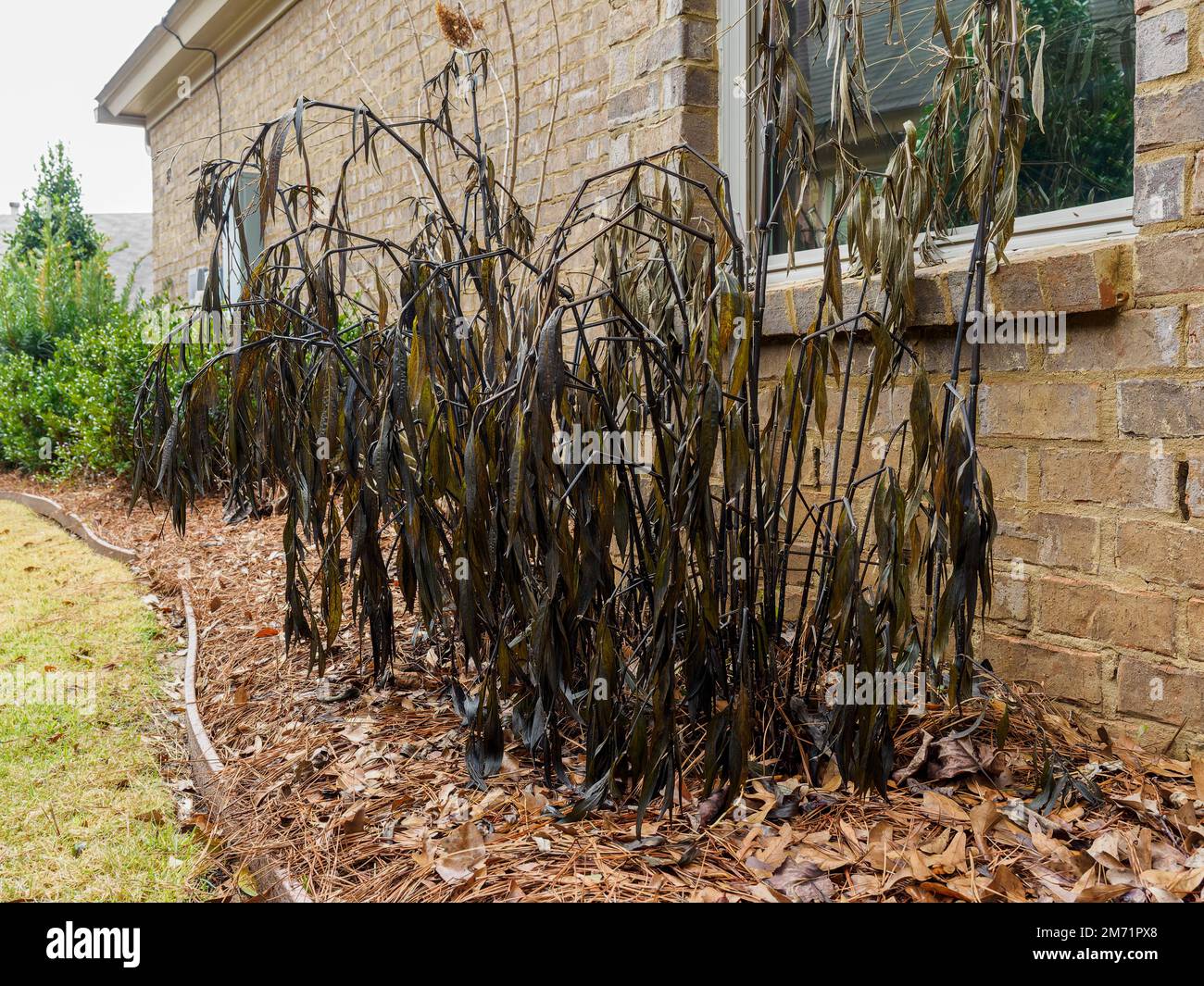 Mexican petunias (Ruellia brittoniana) suffering from winter plant damage caused by damaging