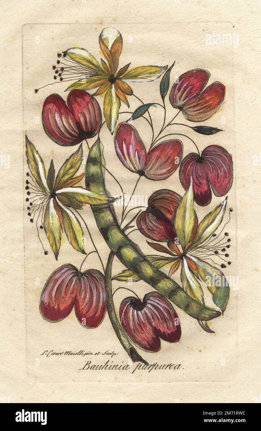 Orchid tree or camel’s foot, Bauhinia purpurea. As crimson mountain ebony, cremisi montano. Myanmar and Indian subcontinent. Handcoloured copperplate engraving drawn and etched by Cesare Majoli from Giovanni Hill's Decade di alberi curiosi ed eleganti piante, Decade of Curious and Elegant Trees and Plants, Nella Stamperia Salomoni, Rome, 1786. It had first been published by John Hill in London in 1773. Stock Photo