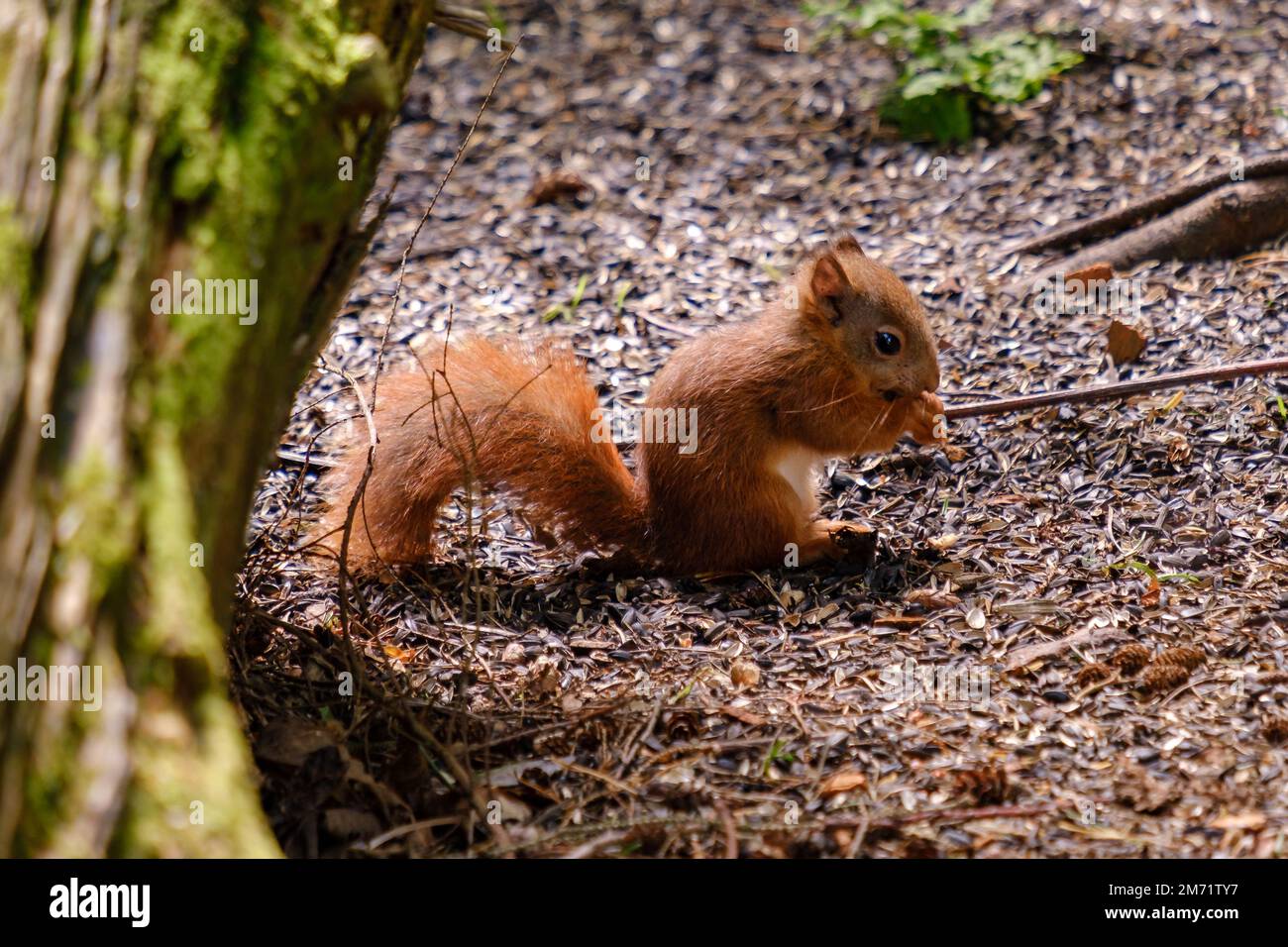 Young red Squirrel eating some nuts on the woodland floor. Isle of Arran, Scotland Stock Photo
