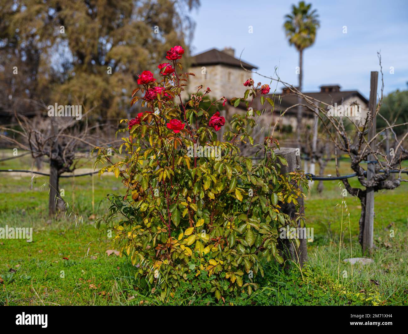 A faint hint of colour is provided by fading red roses on a winter's day in the vineyards of Napa Valley. Stock Photo