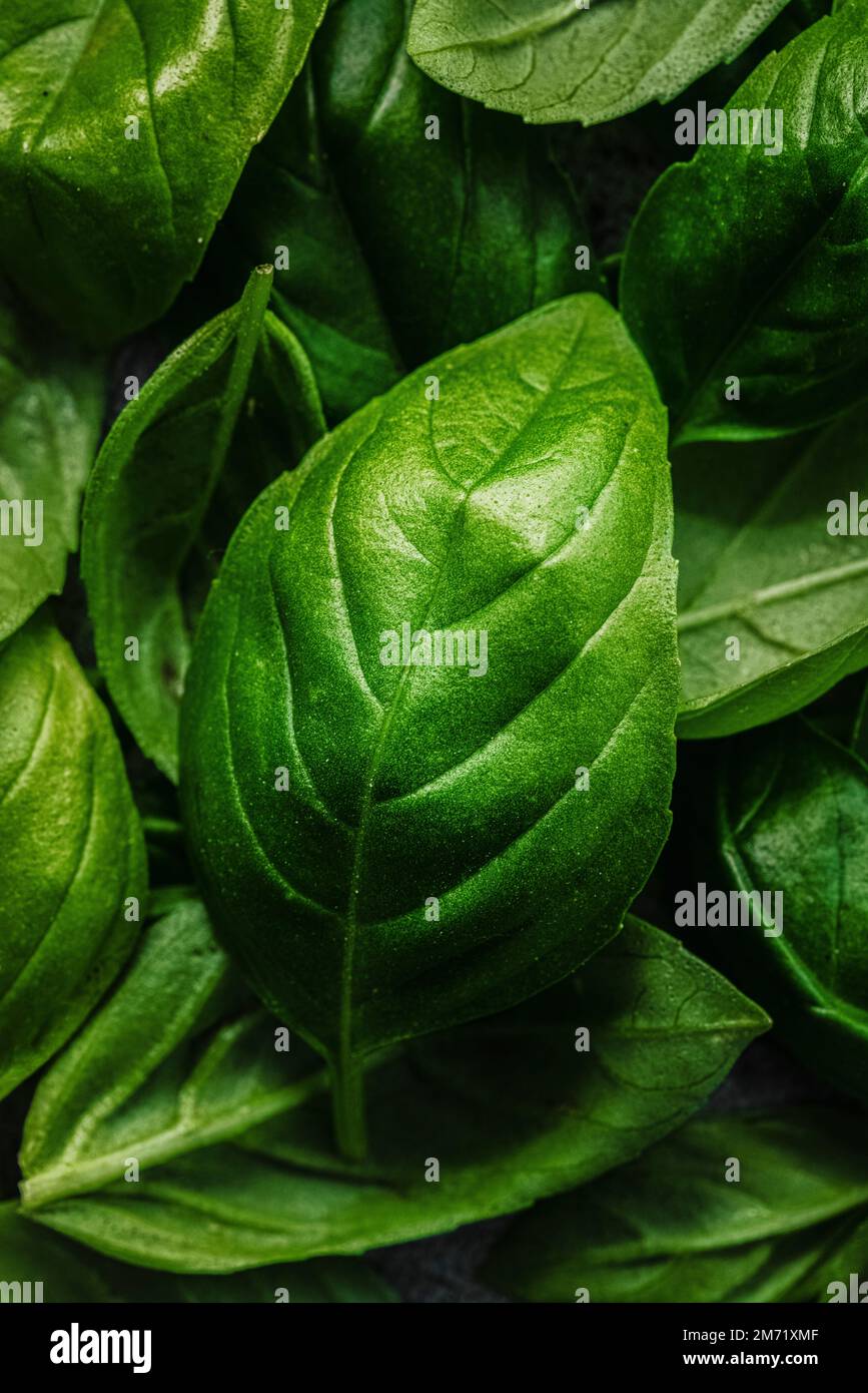A close up photo of a bsil leaf Stock Photo
