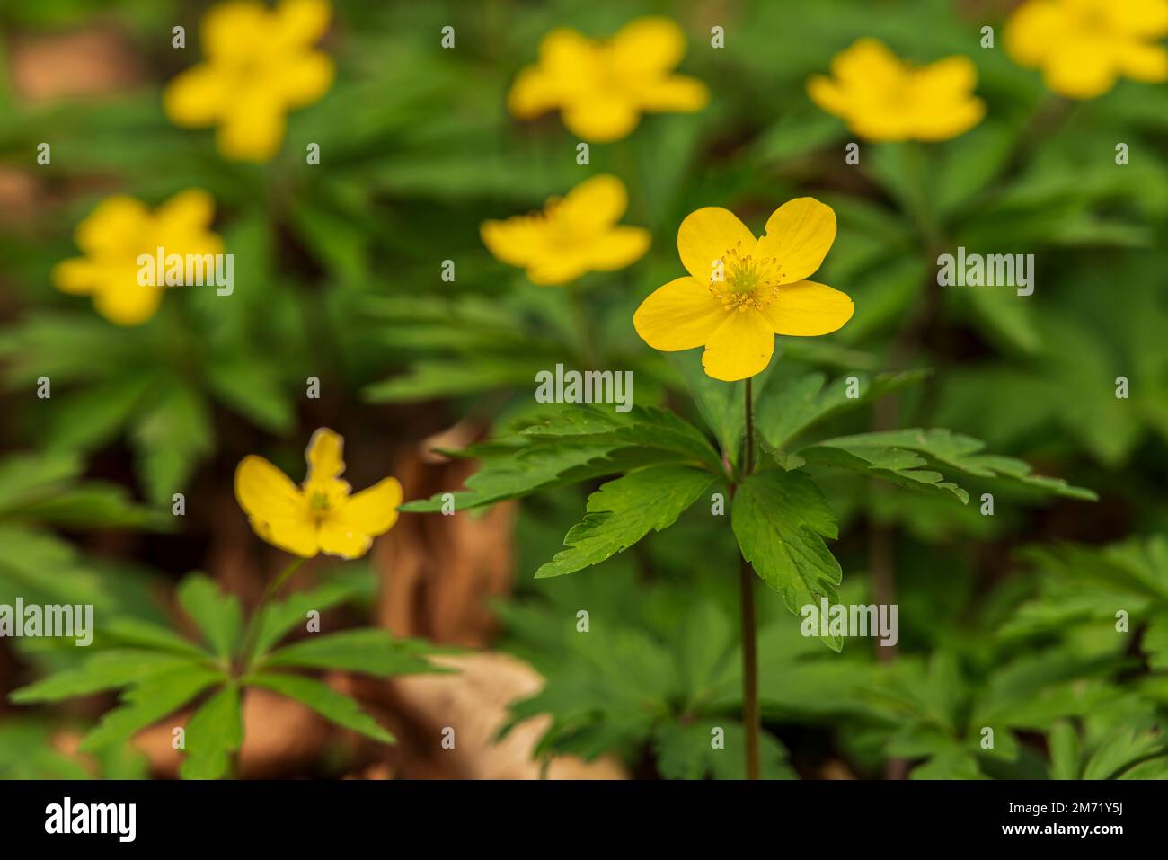 Close-up of flowering yellow anemones (Anemonoides ranunculoides) in a springtime forest Stock Photo