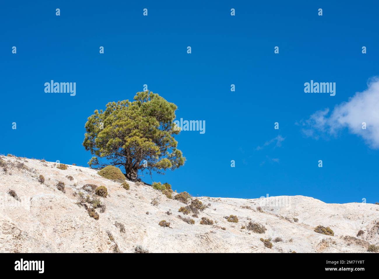 Pino Silvestre o albar de Sierra Nevada, Pinus sylvestris nevadensis Stock Photo