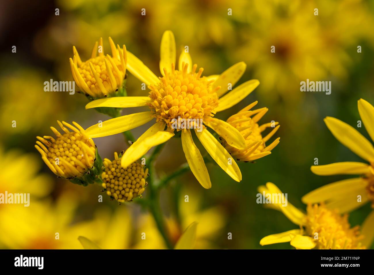 Macro shot of a bright yellow common ragwort or benweed blossom (Jacobaea vulgaris) Stock Photo