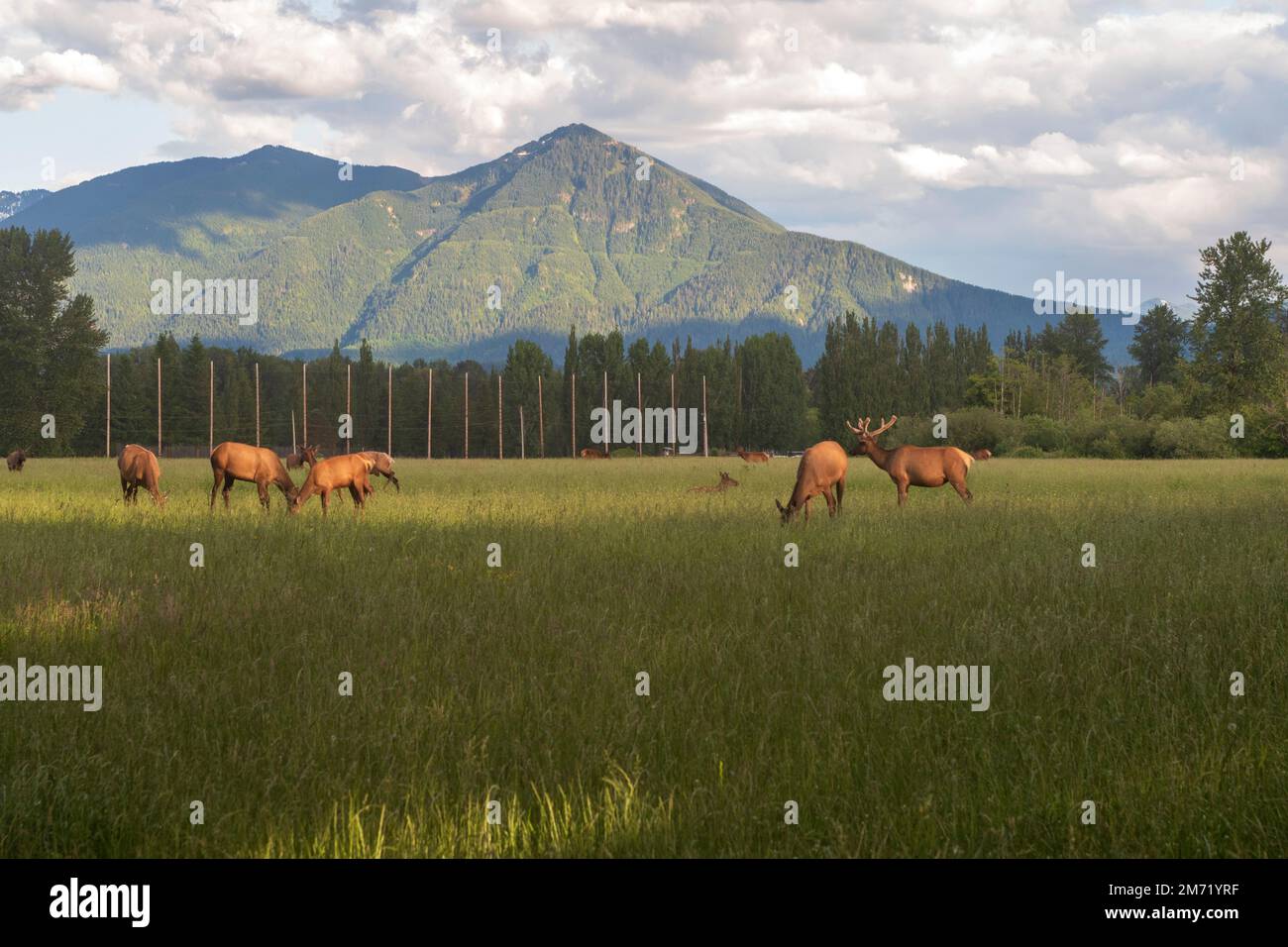 A Herd Of Wild Elk Graze In A Grassy Field In North Bend Washington