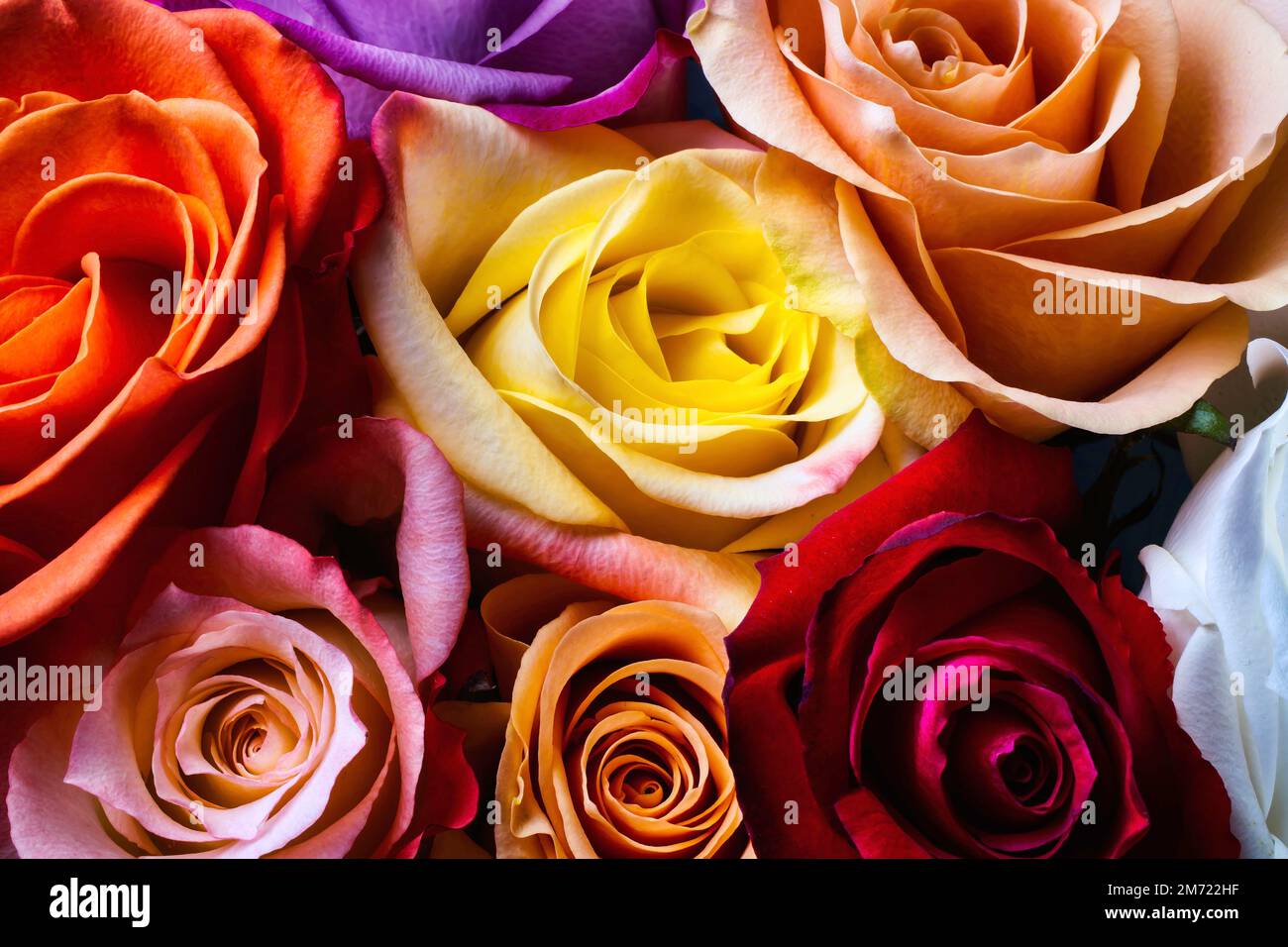 Moody roses still life hi-res stock photography and images - Alamy