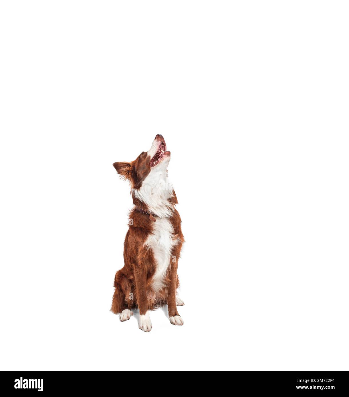 brown and white border collie, sitting looking up with open mouth with happy and hungry expression, no people Stock Photo