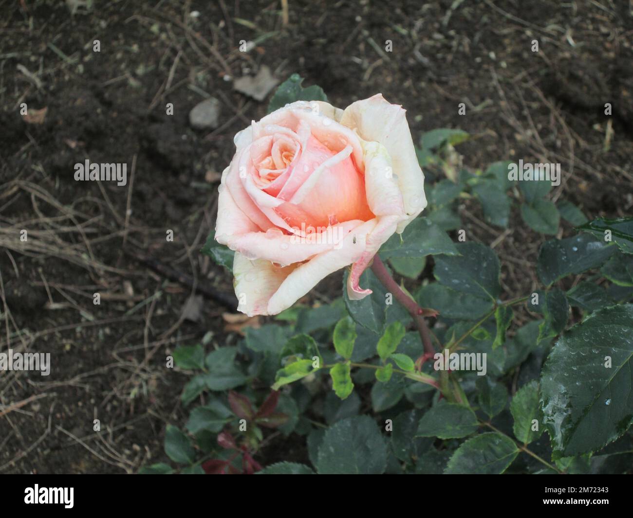 Fresh,beauty,natural Rose flowers Stock Photo