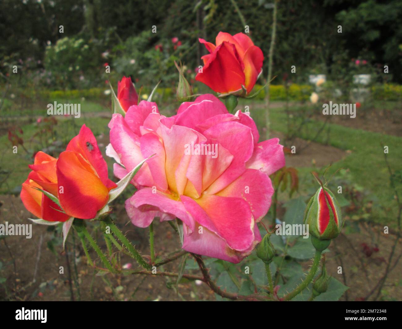 Fresh,beauty,natural Rose flowers Stock Photo