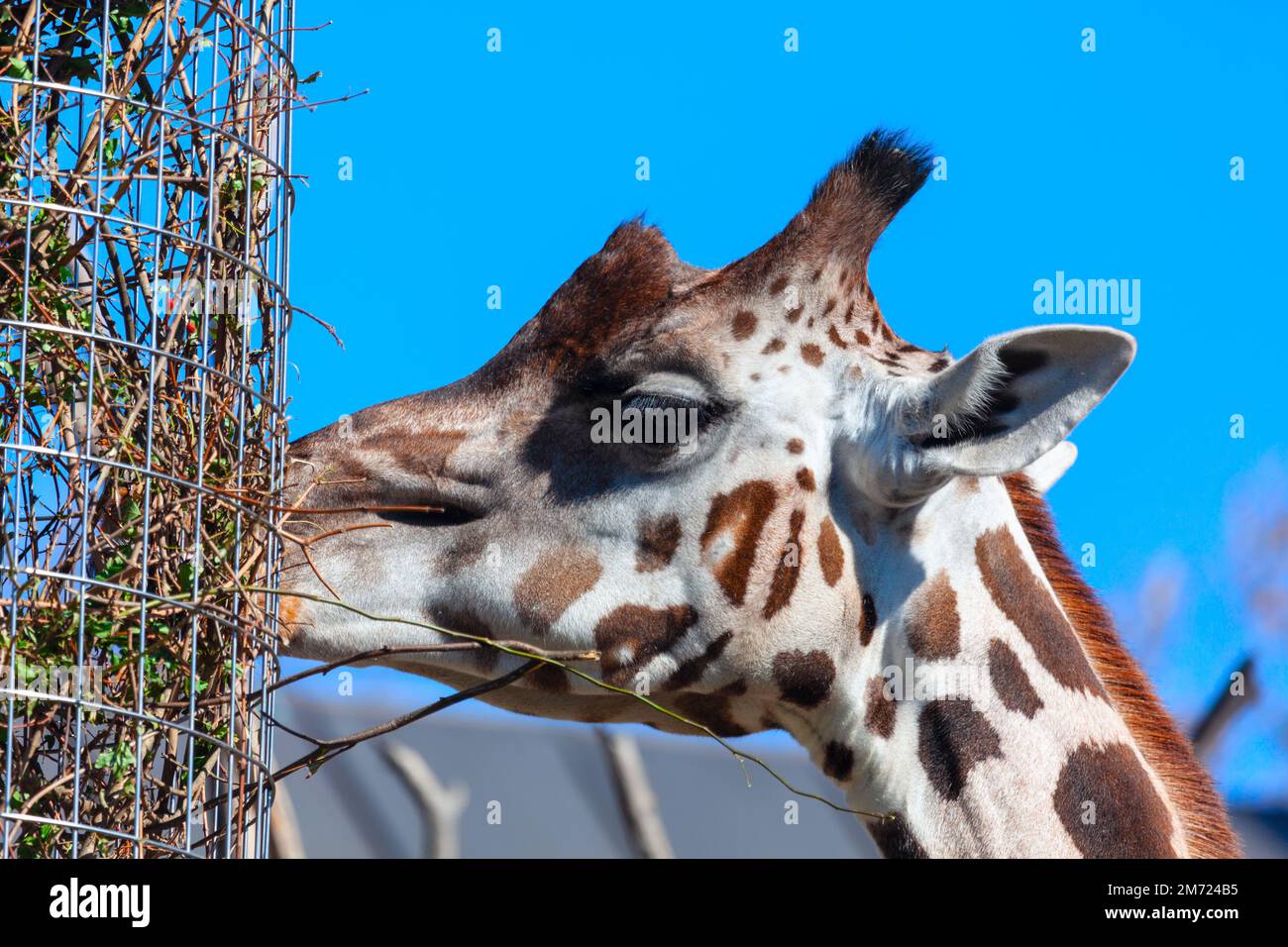 Giraffe eats from a feeder . Giraffe eating twigs Stock Photo