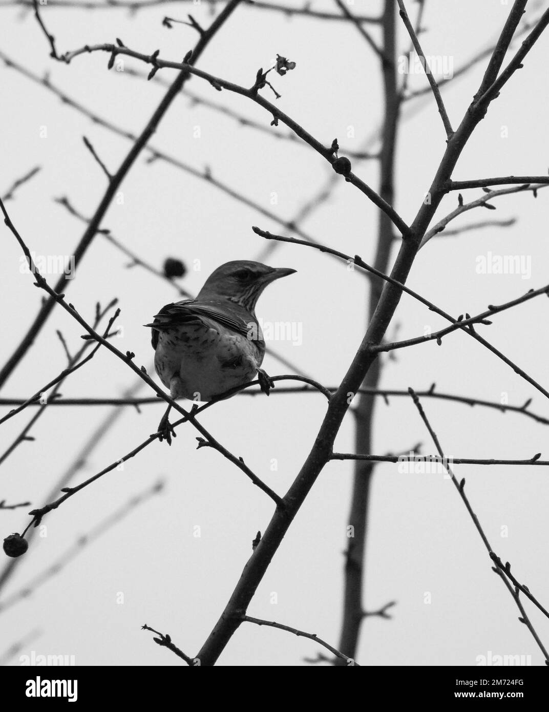 a small bird perched on a tree branch Stock Photo