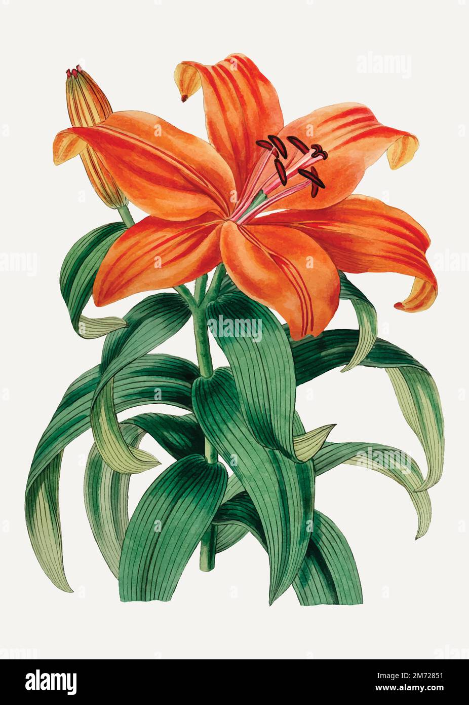 Vintage Thunberg&#39;s orange lily branch for decoration Stock Vector