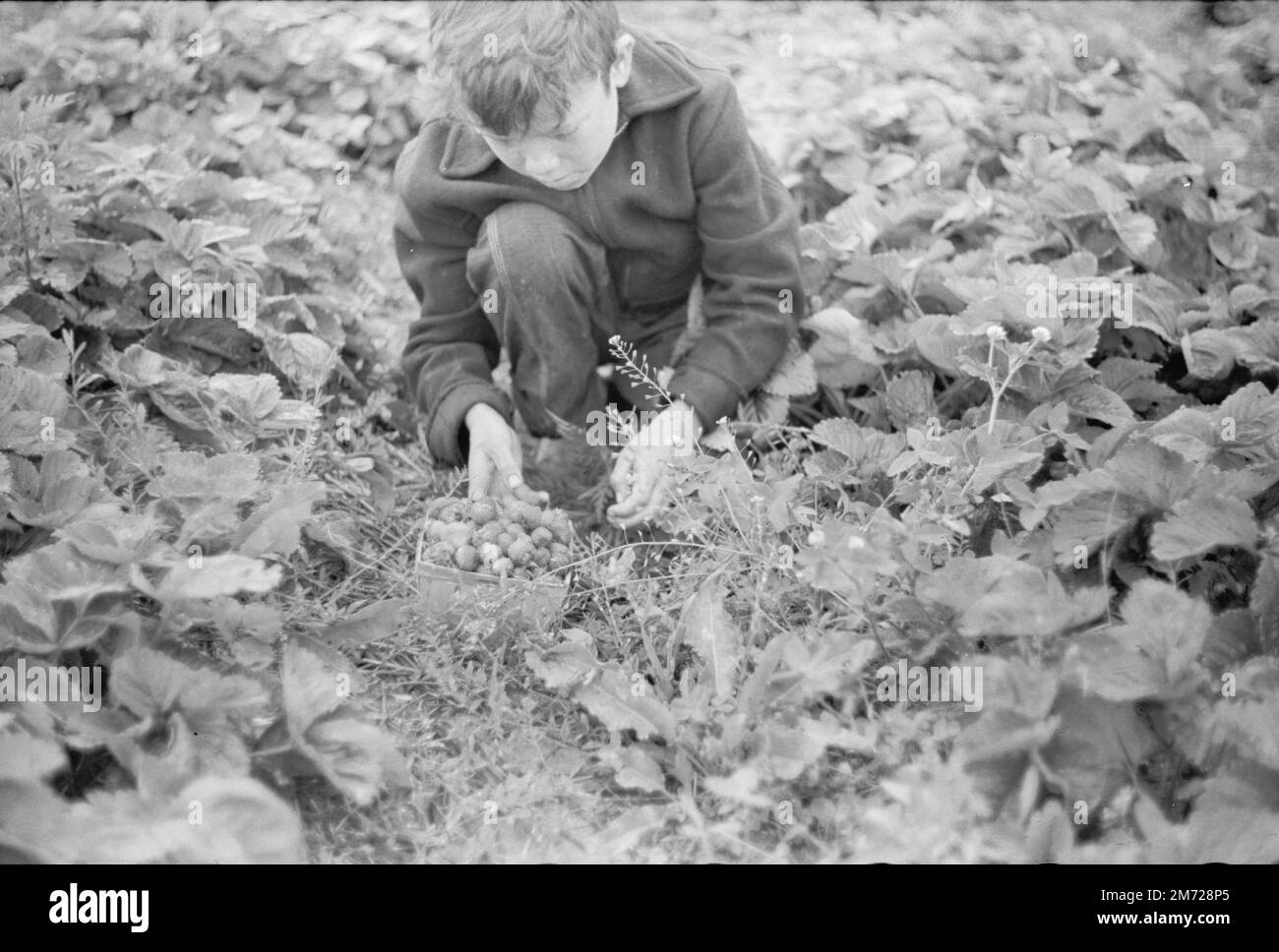 Boy picking strawberries in Berrien County, Michigan. Historic photo. Vachon, John, photographer. Circa 1940. Stock Photo