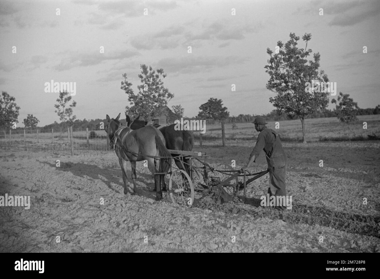 Team of mules and cultivator on one of project borrower's farms. Flint River Farms, Georgia. Man and livestock. Wolcott, Marion Post, photographer. Circa 1939 (LOC) Stock Photo
