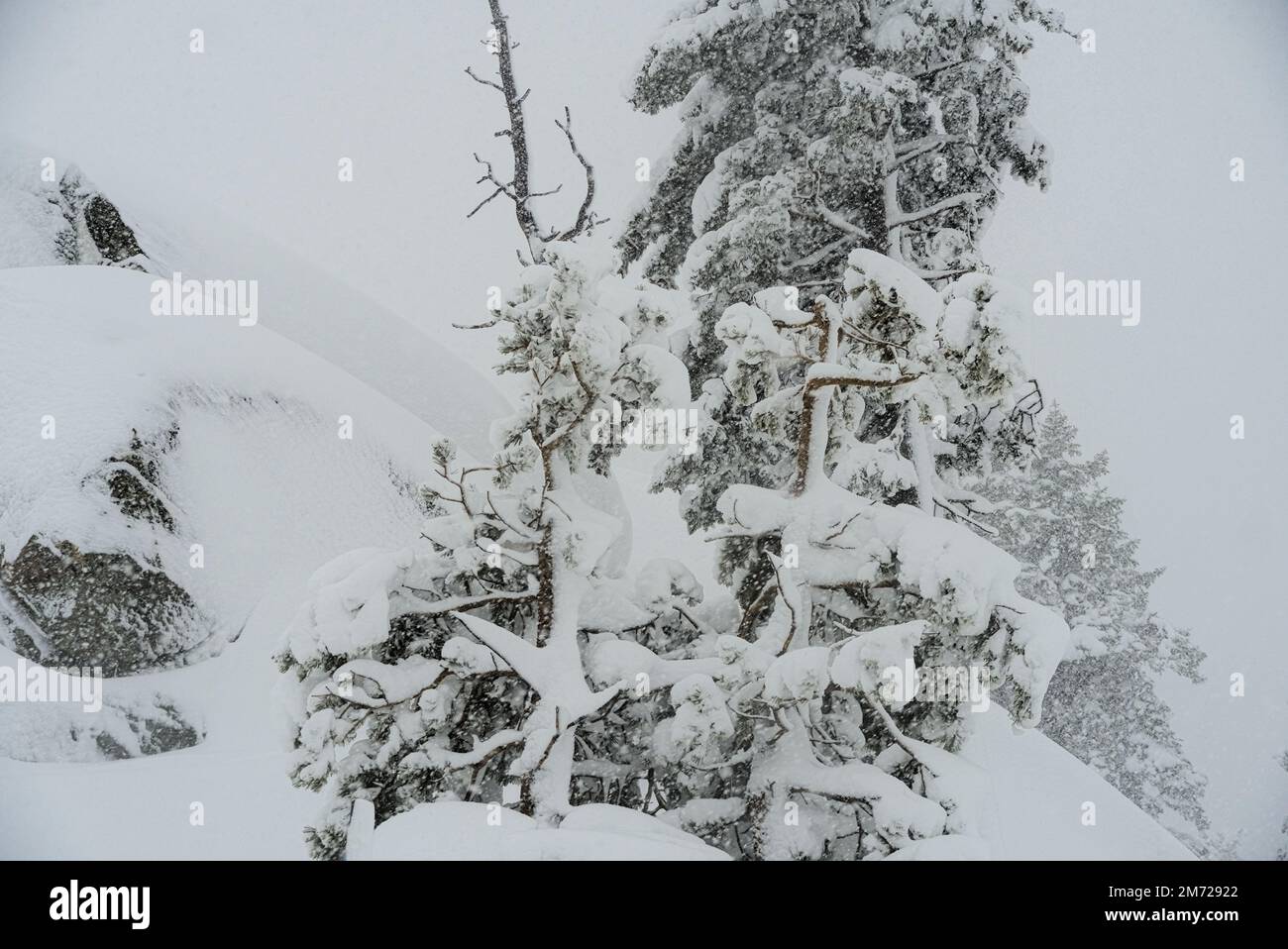 Two small trees  covered with snow in a snowy day. Stock Photo