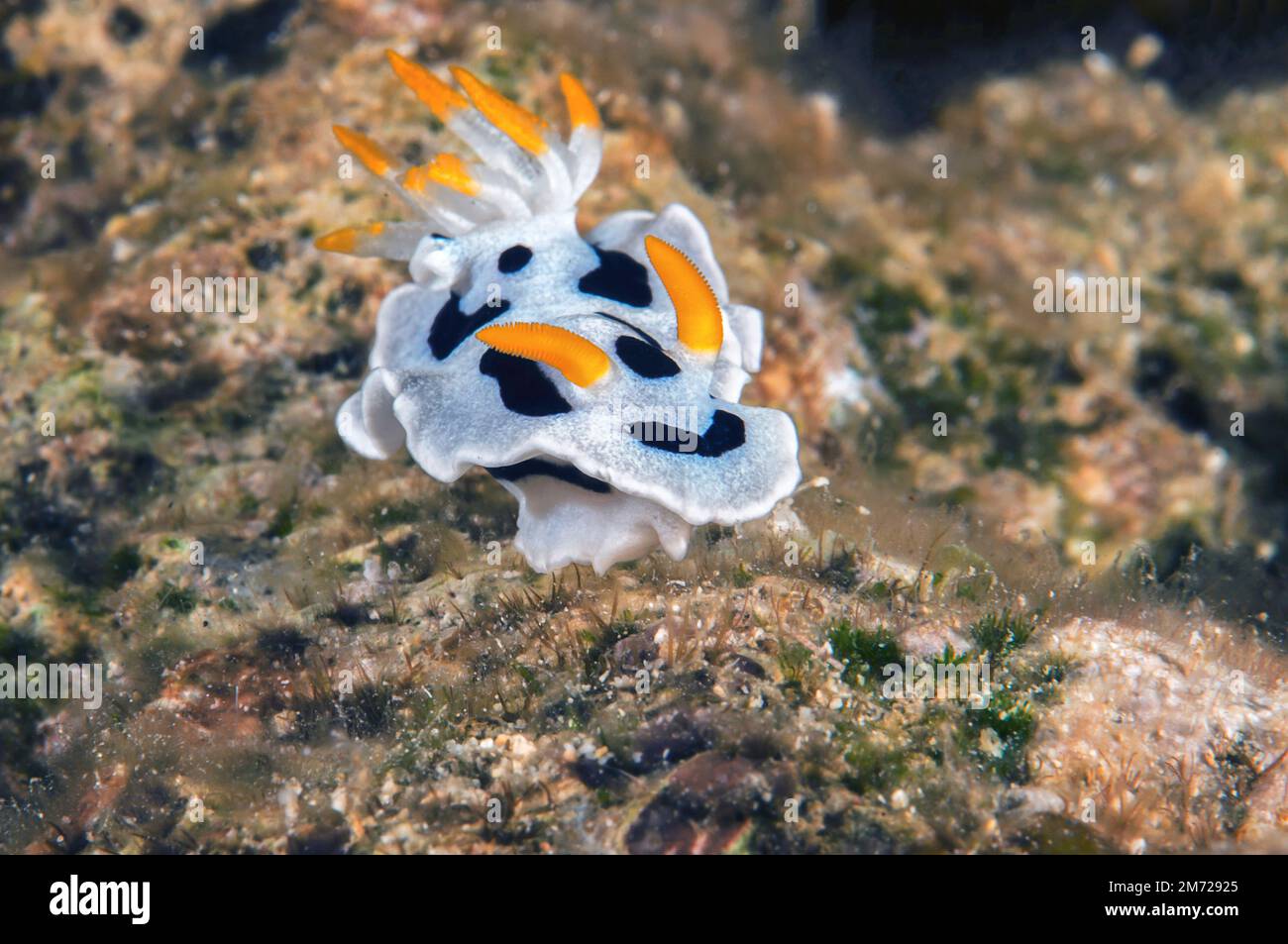 Macro of a Chromodoris dianae nudibranch ( sea slugs , dorid nudibranch,  gastropod mollusk , Chromodorididae ) crawls across the coral reef of Bali. Stock Photo