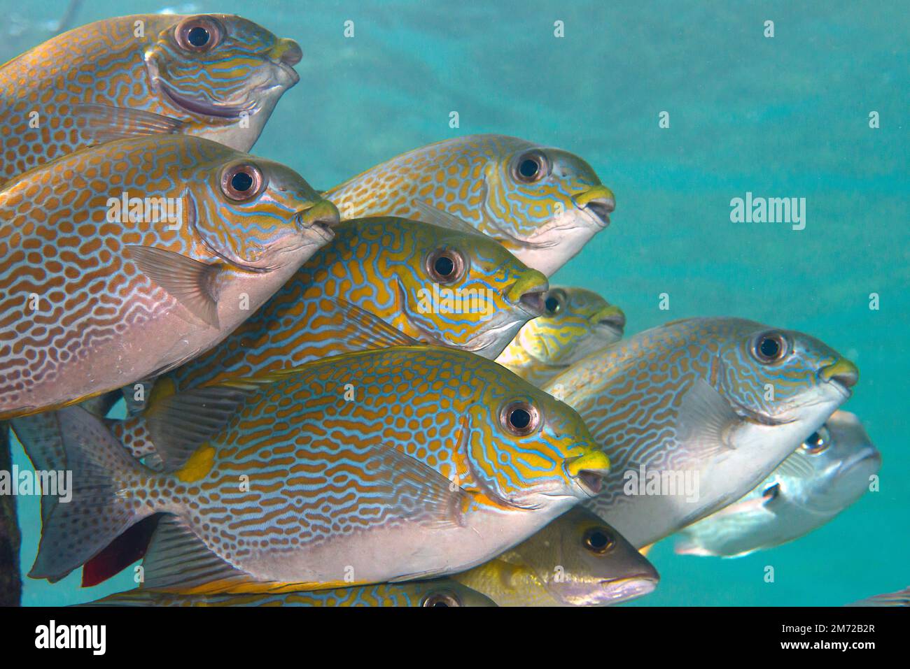 School of  golden-lined spinefoot , Siganus lineatus, goldlined rabbitfish or lined rabbitfish under the water surface of Bali Stock Photo