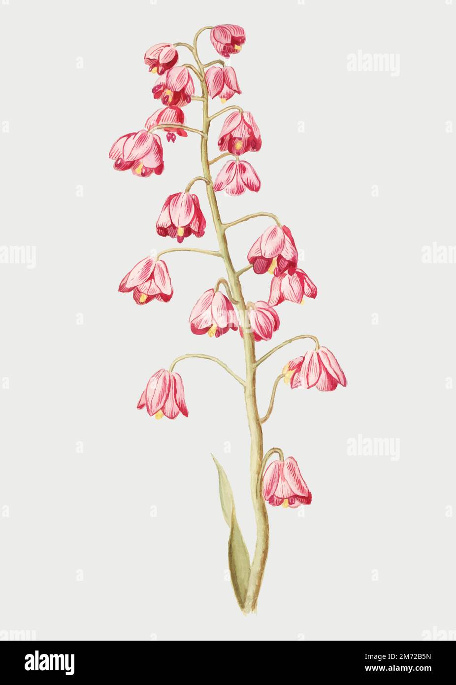 Vintage Persian lily flower illustration in vector Stock Vector