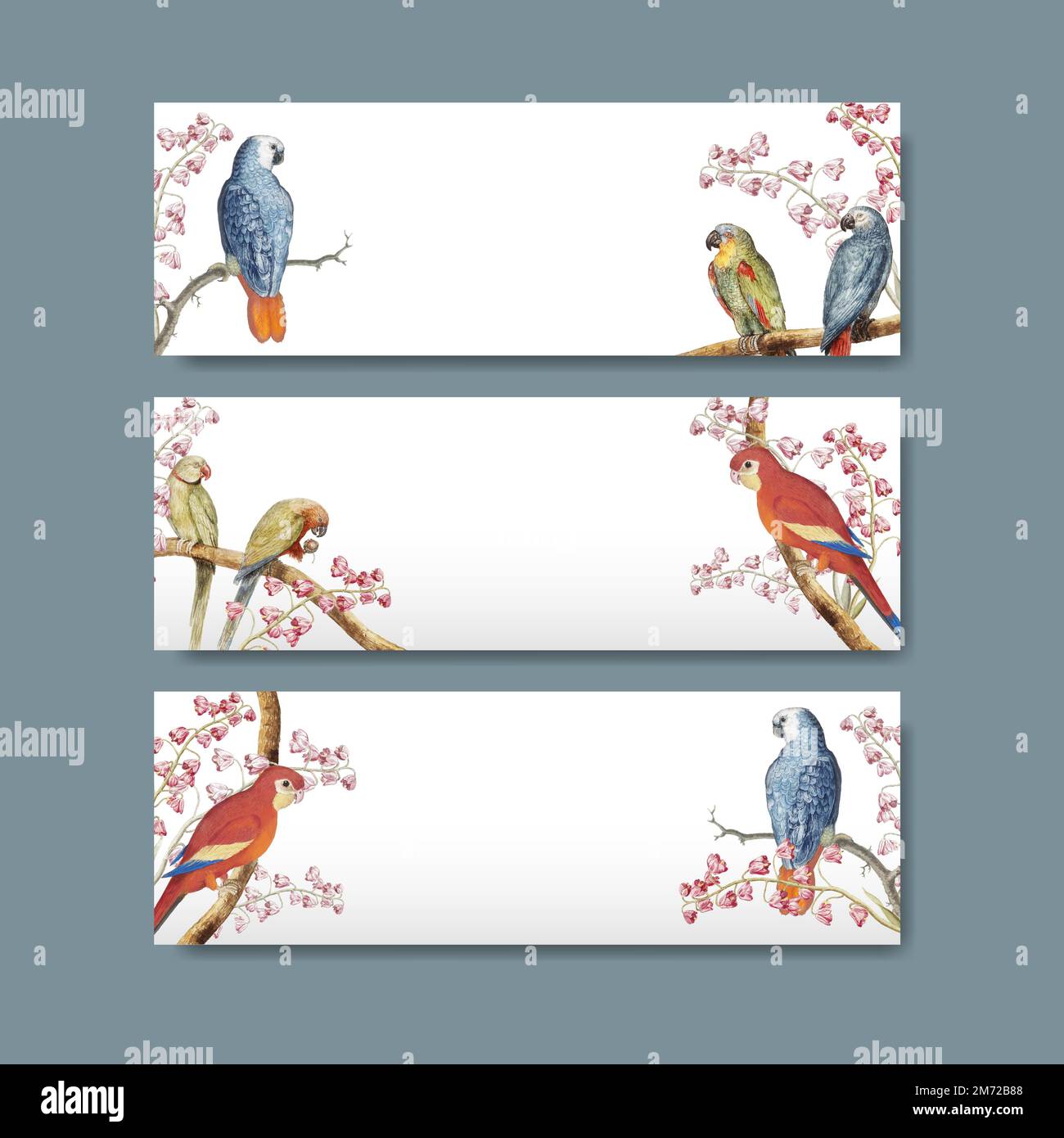 Vintage parrots and nature concept title label vector Stock Vector ...