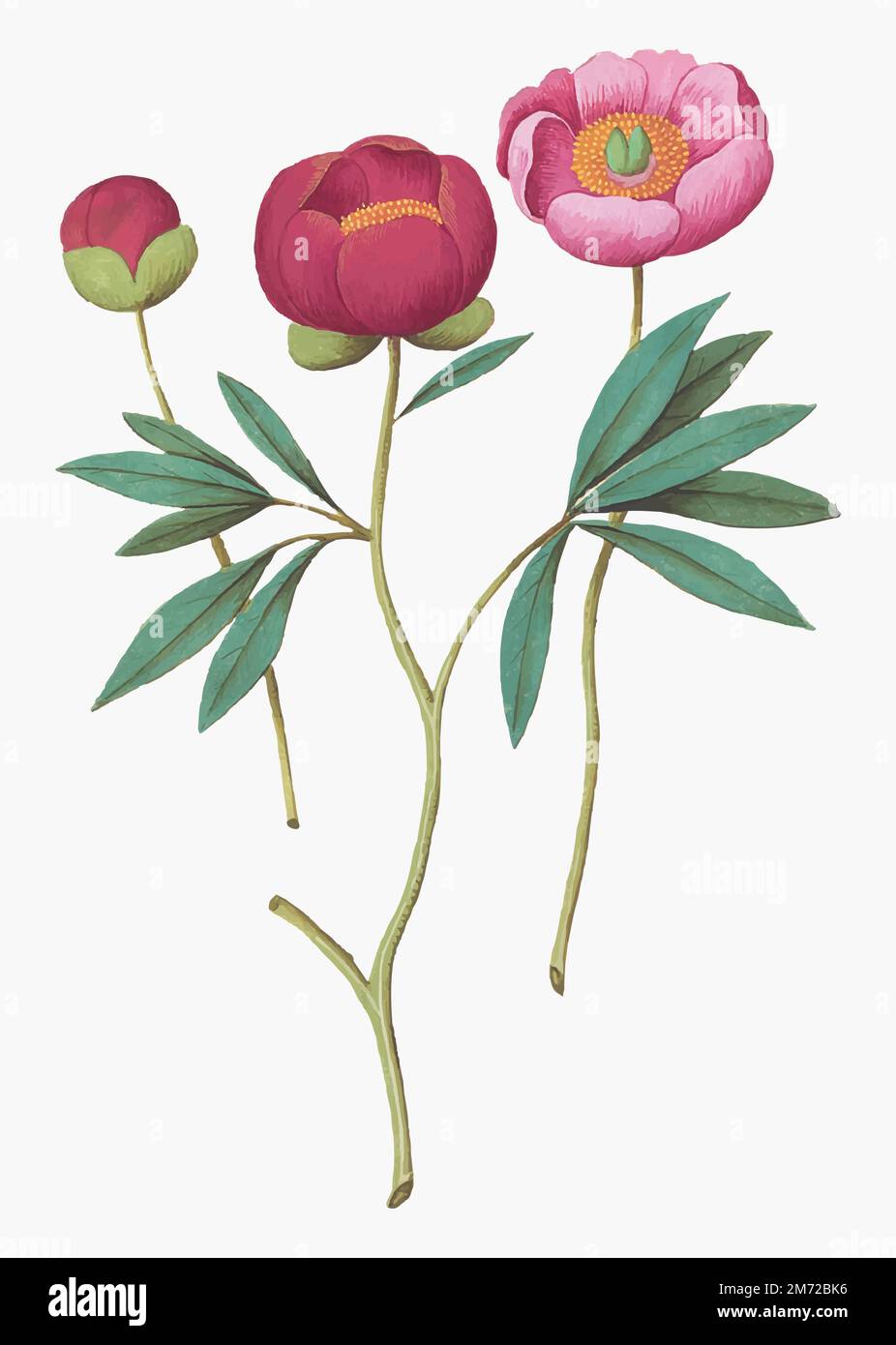 Vintage peony flower illustration in vector Stock Vector Image & Art ...