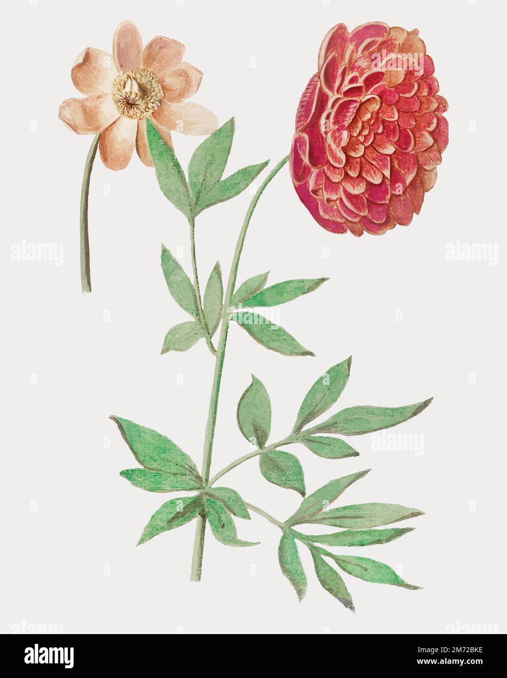 Vintage peony flower illustration in vector Stock Vector Image & Art ...