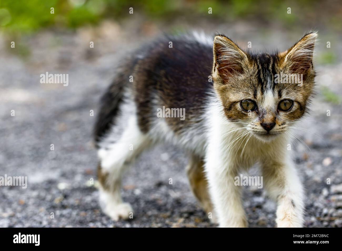 A kitten with a combination of white, black and brown is standing on dry sandy ground, selective focus with a blurry background Stock Photo