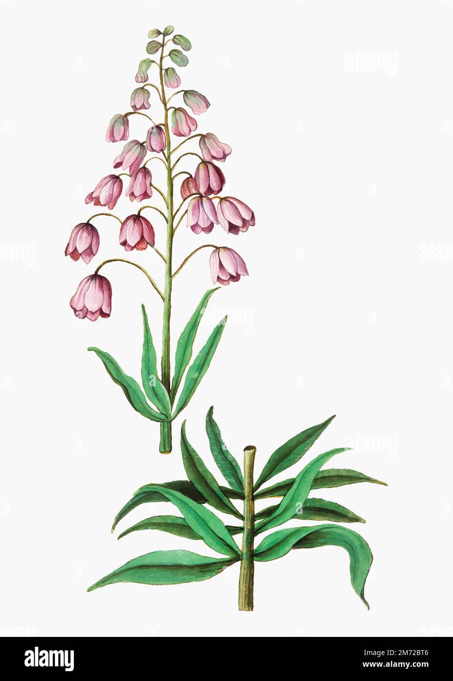Vintage Persian lily flower illustration in vector Stock Vector