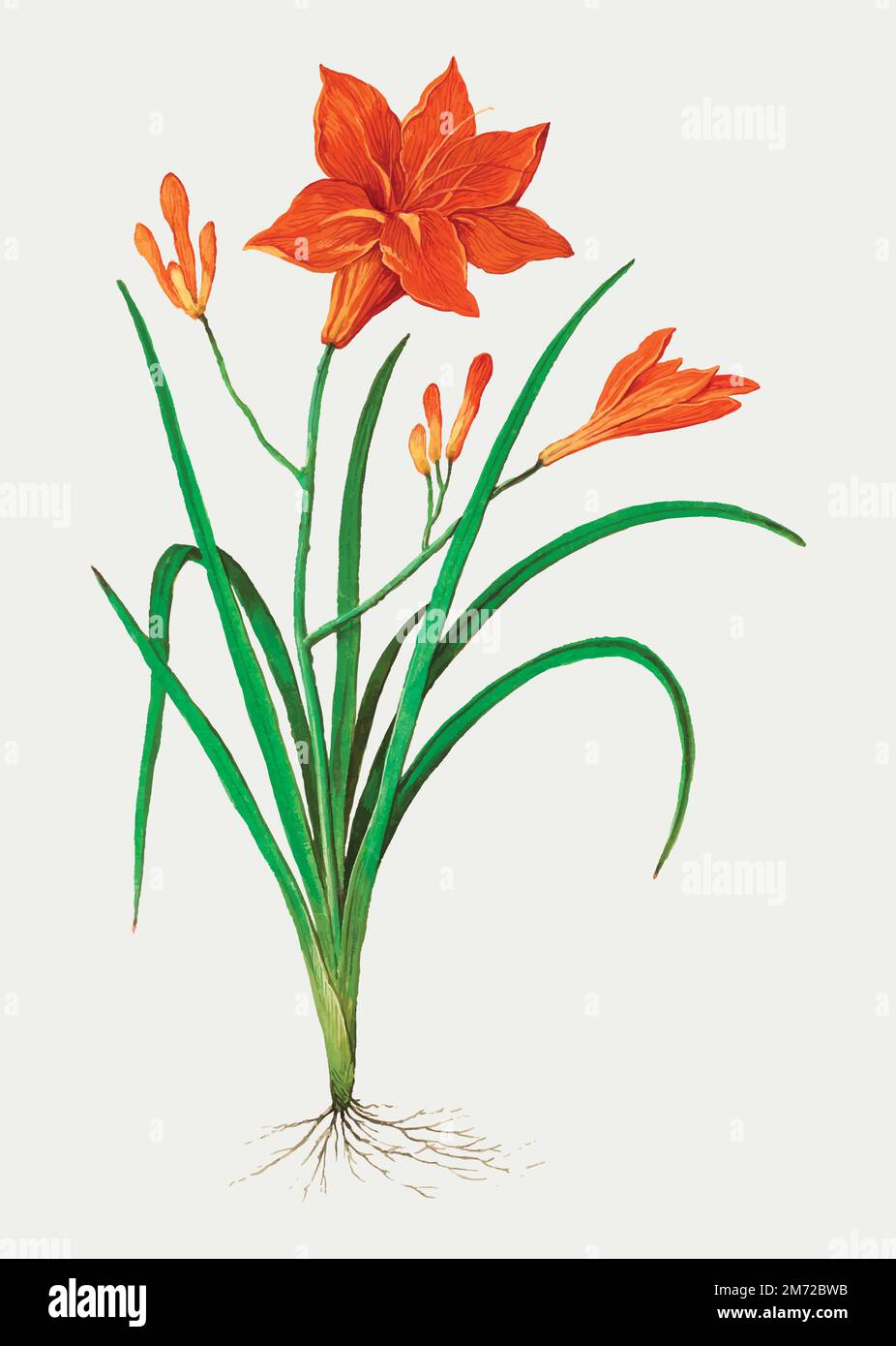 Vintage orange daylily flower illustration in vector Stock Vector Image ...