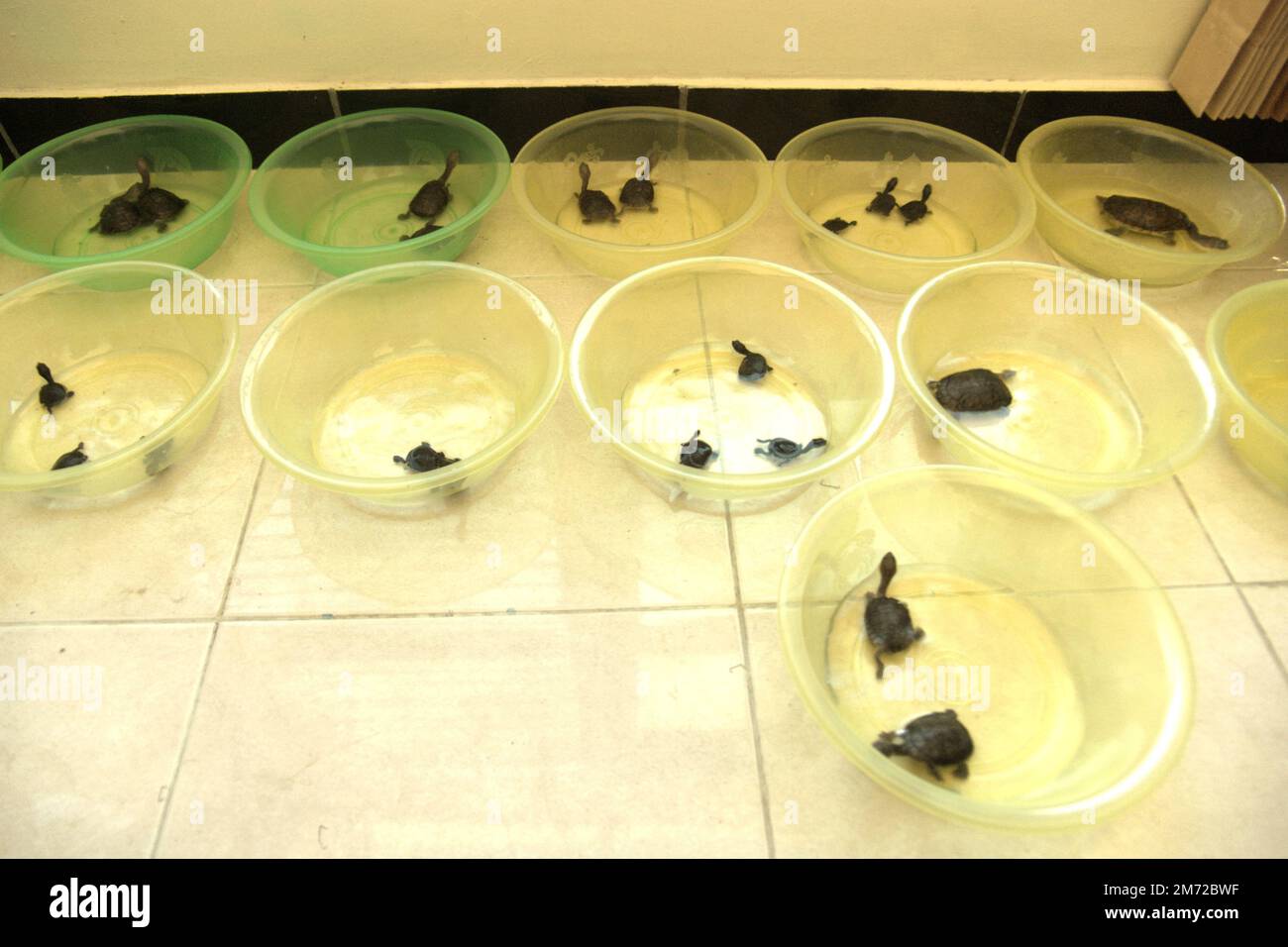 Rote Island's endemic snake-necked turtle (Chelodina mccordi) juveniles are being conditioned at a hotel in Batu Termanu, Central Rote, Rote Ndao, East Nusa Tenggara, Indonesia. Bred in a certified breeding facility in Jakarta and are having a long trip to its home island, the critically endangered freshwater turtles will be released onto Lake Peto, one of their suitable, natural habitats. The species suffers from wildlife trade. Stock Photo