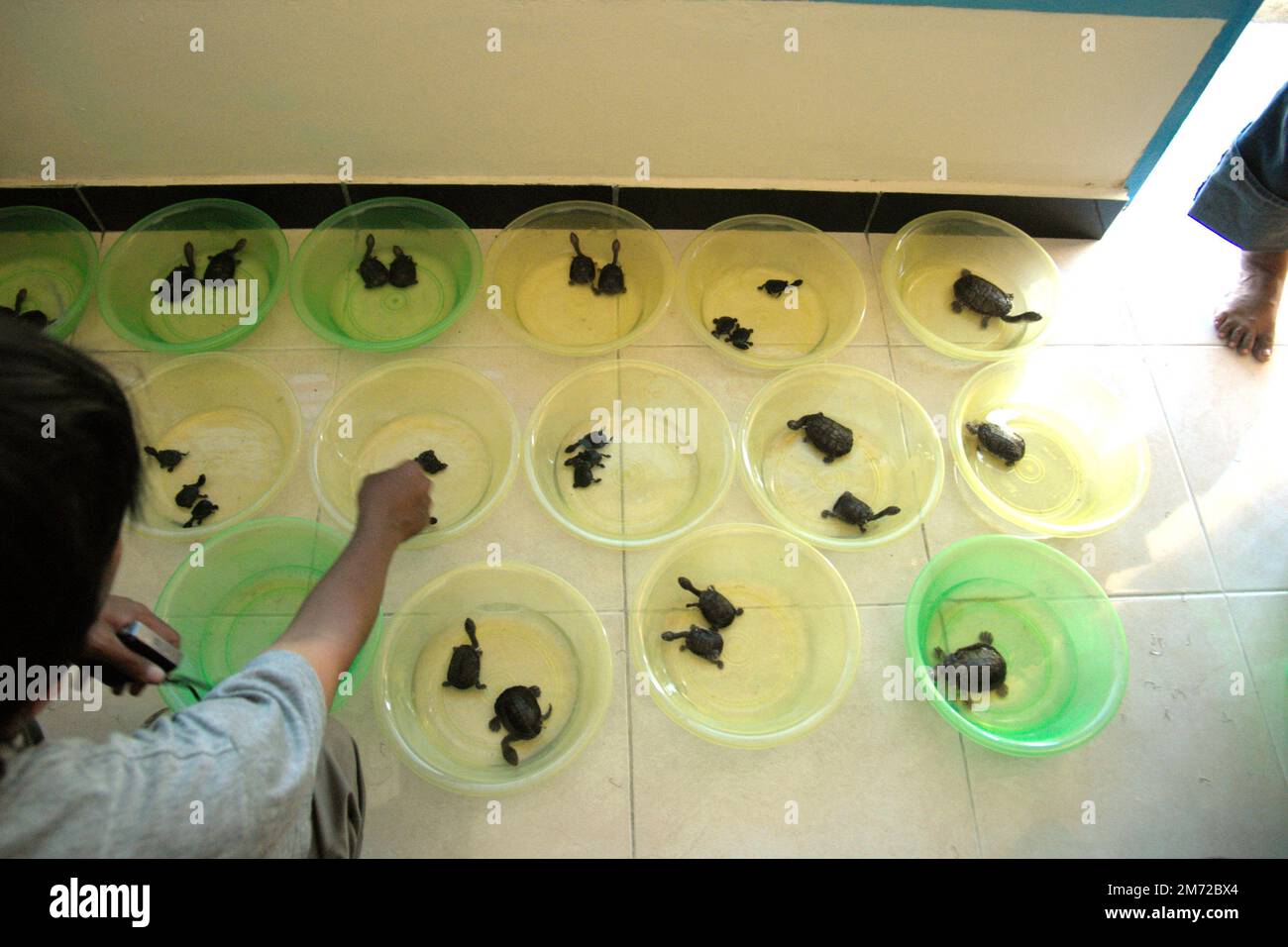 Conservationists are conditioning Rote Island's endemic snake-necked turtle (Chelodina mccordi) juveniles at a hotel in Batu Termanu, Central Rote, Rote Ndao, East Nusa Tenggara, Indonesia. Bred in a certified breeding facility in Jakarta and are having a long trip to its home island, the critically endangered freshwater turtles will be released onto Lake Peto, one of their suitable, natural habitats. The species suffers from wildlife trade. Stock Photo