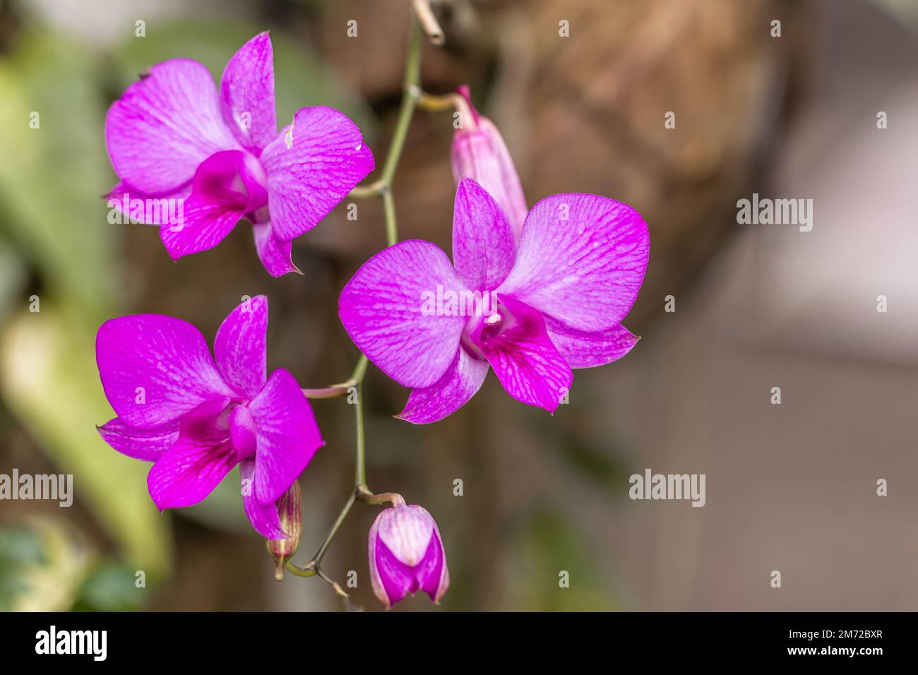 A purple and white dendrobium nobile orchid flower, blurred background of leaves and natural light Stock Photo