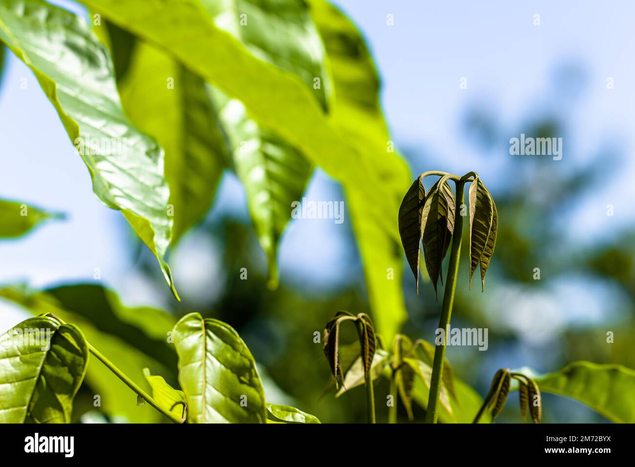 Tabebuia plant shoots with wide leaves are fresh green in the morning, bright sky background in sunny weather Stock Photo