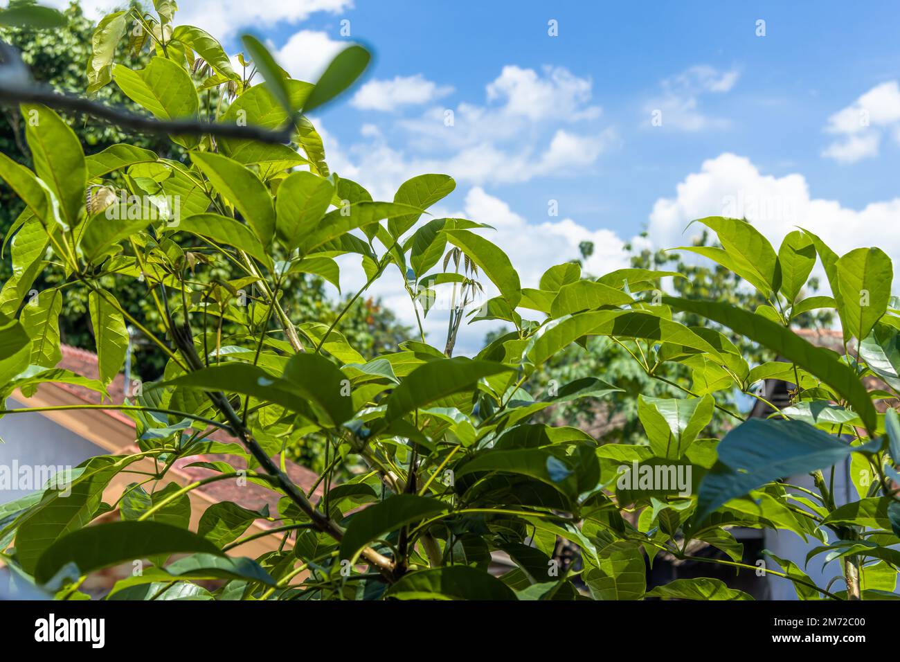 Tabebuia plant shoots with wide leaves are fresh green in the morning, bright sky background in sunny weather Stock Photo