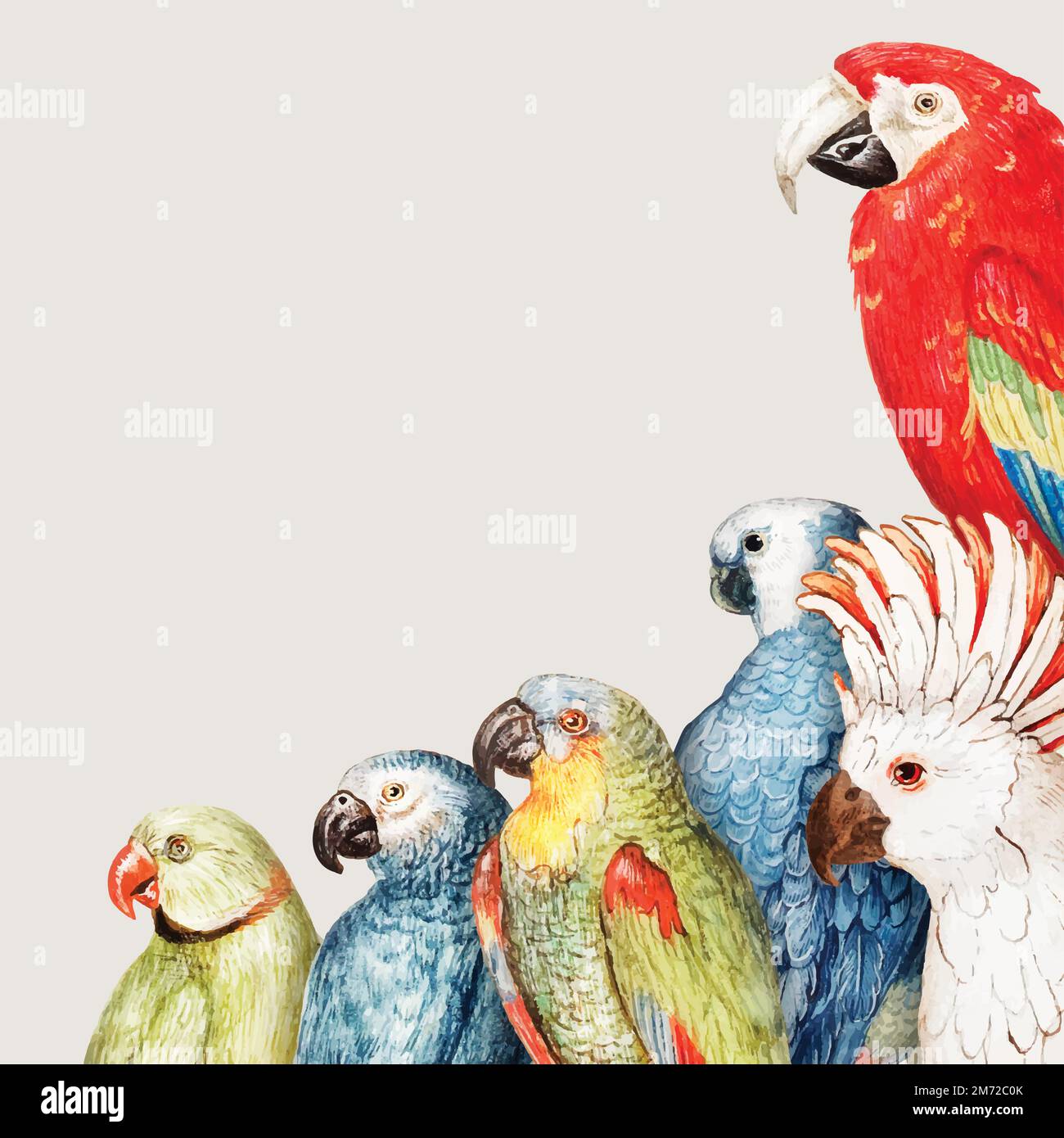 Vintage parrot variety border frame vector Stock Vector Image & Art Alamy