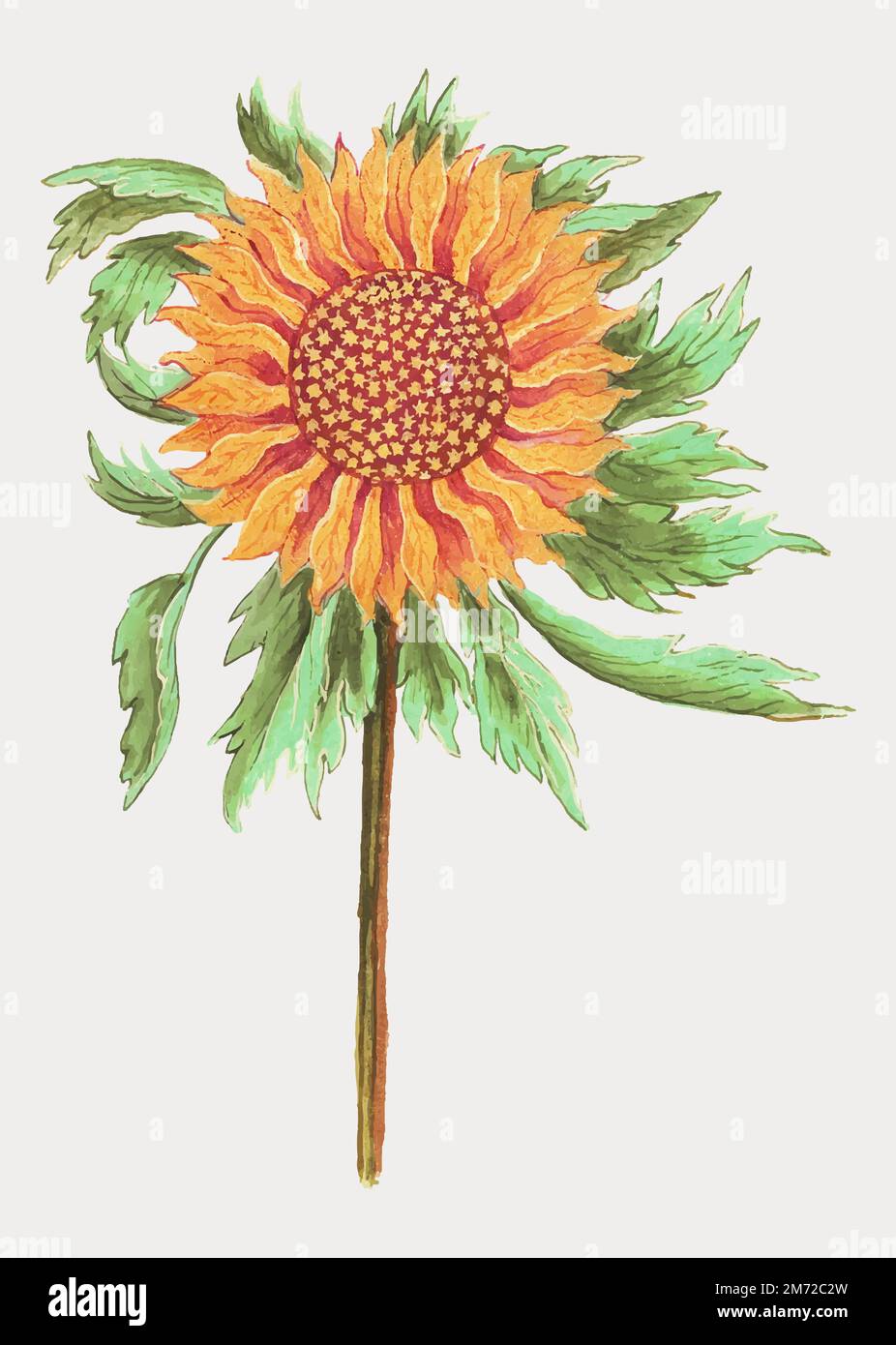 Vintage Persian lily flower illustration in vector Stock Vector Image