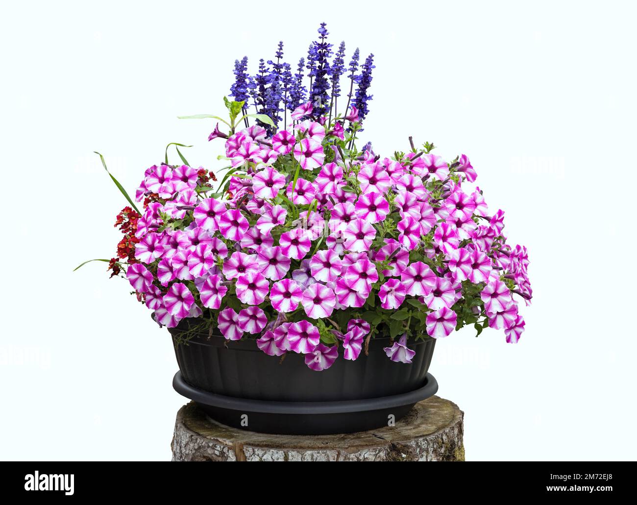 beautiful flowers in a pot isolated on white background Stock Photo - Alamy