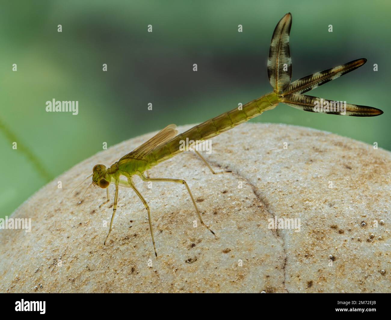 Side view of an aquatic damselfly nymph (or naiad) (Zygoptera species) resting on a submerged stone. These predatory larvae eventually emerge from the Stock Photo