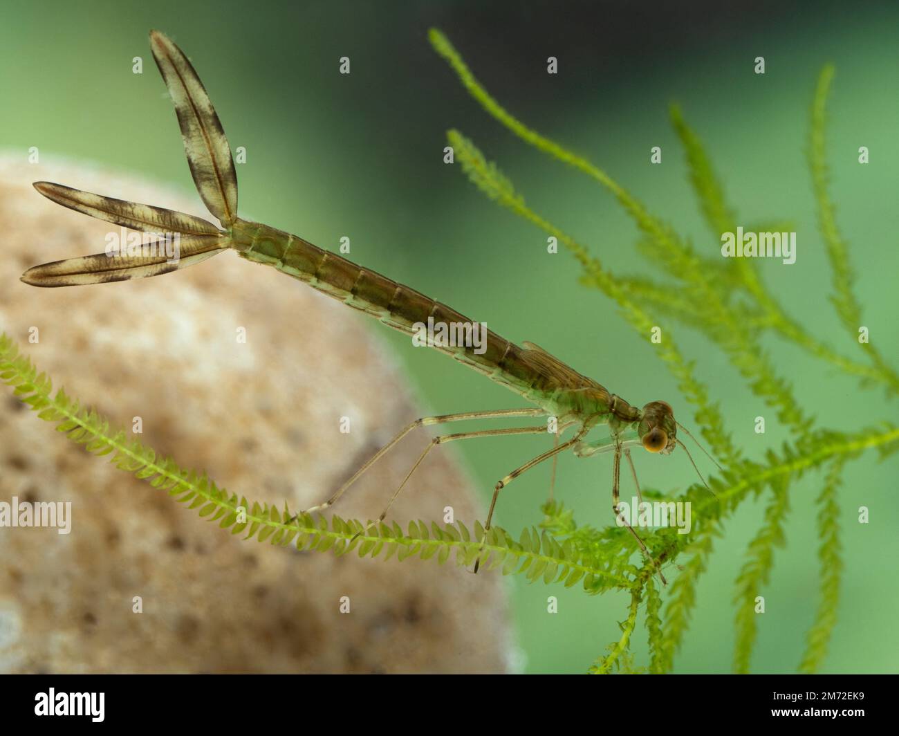 An aquatic damselfly nymph (or naiad) (Zygoptera species) underwater on a submerged plant Stock Photo