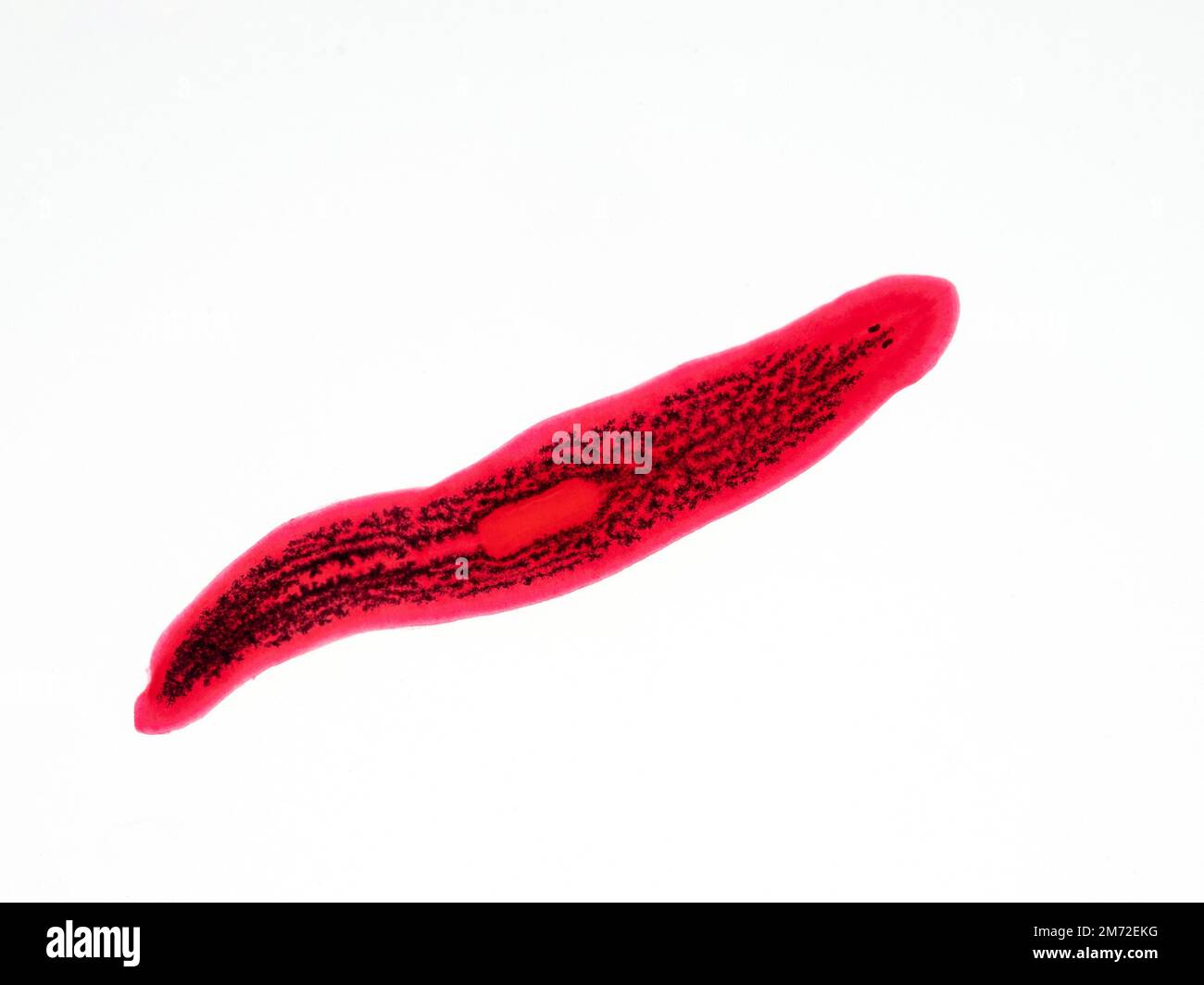 preserved and stained specimen of a freshwater planaria flatworm (triclad) that was fed with carbon to highlight its 3-lobed digestive tract in black Stock Photo
