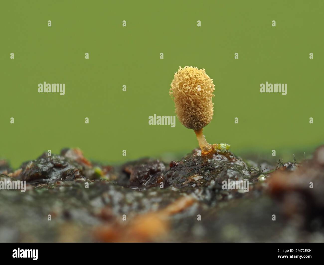 Close-up image of the yellow fruiting body of a golden apple slime mold (Arcyria pomiformis) emerging from a piece of rotten wood. This specimen was a Stock Photo