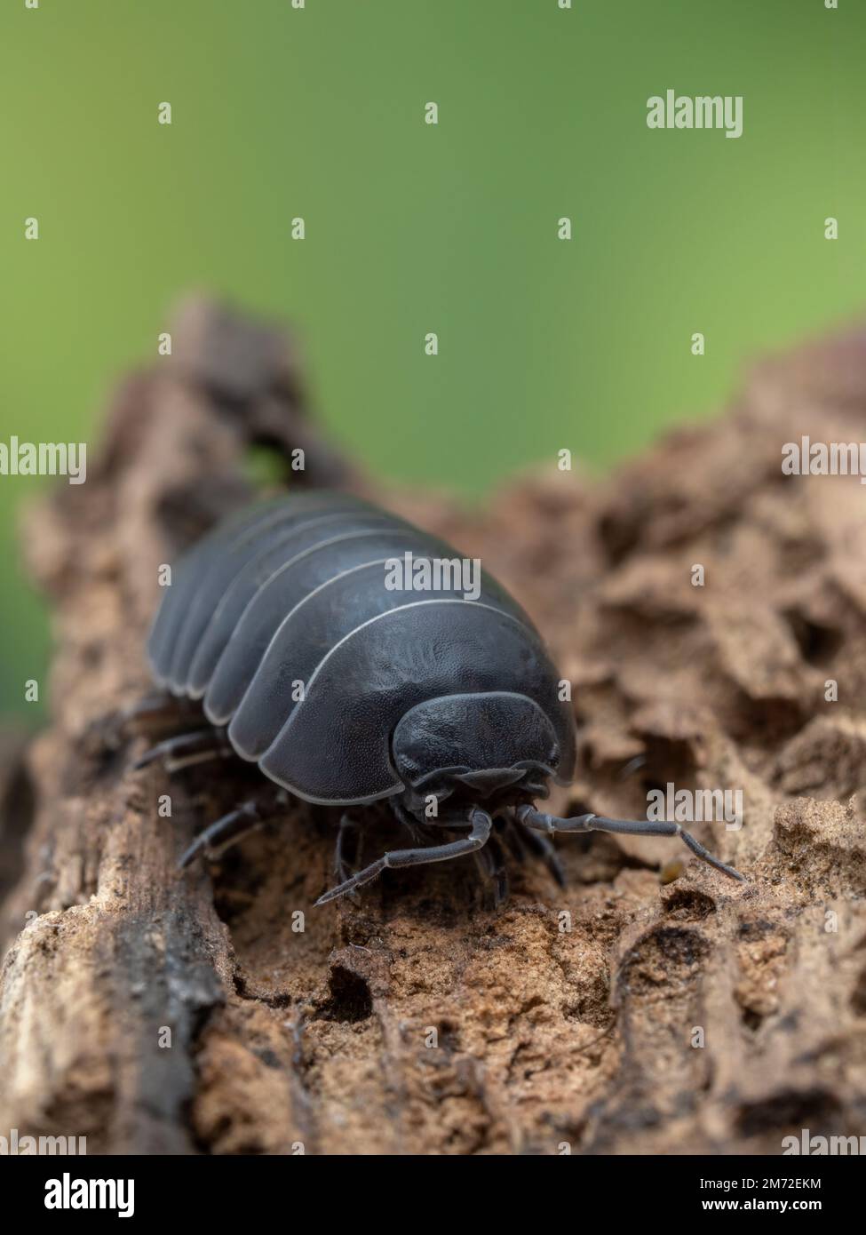 Vertical image of a darkly colored common pill-bug (Armadillidium vulgare) on rotted wood, facing the camera. This is the most scientifically studied Stock Photo