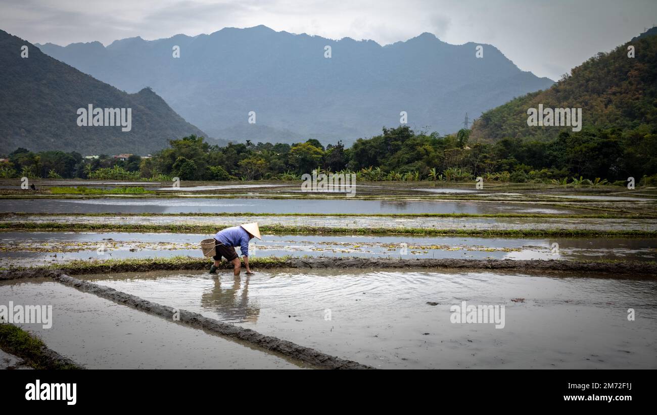 A White Thai ethnic minority farmer works to prepare a rice paddy for planting in Mai Chau, in the northern Vietnam highlands. Stock Photo