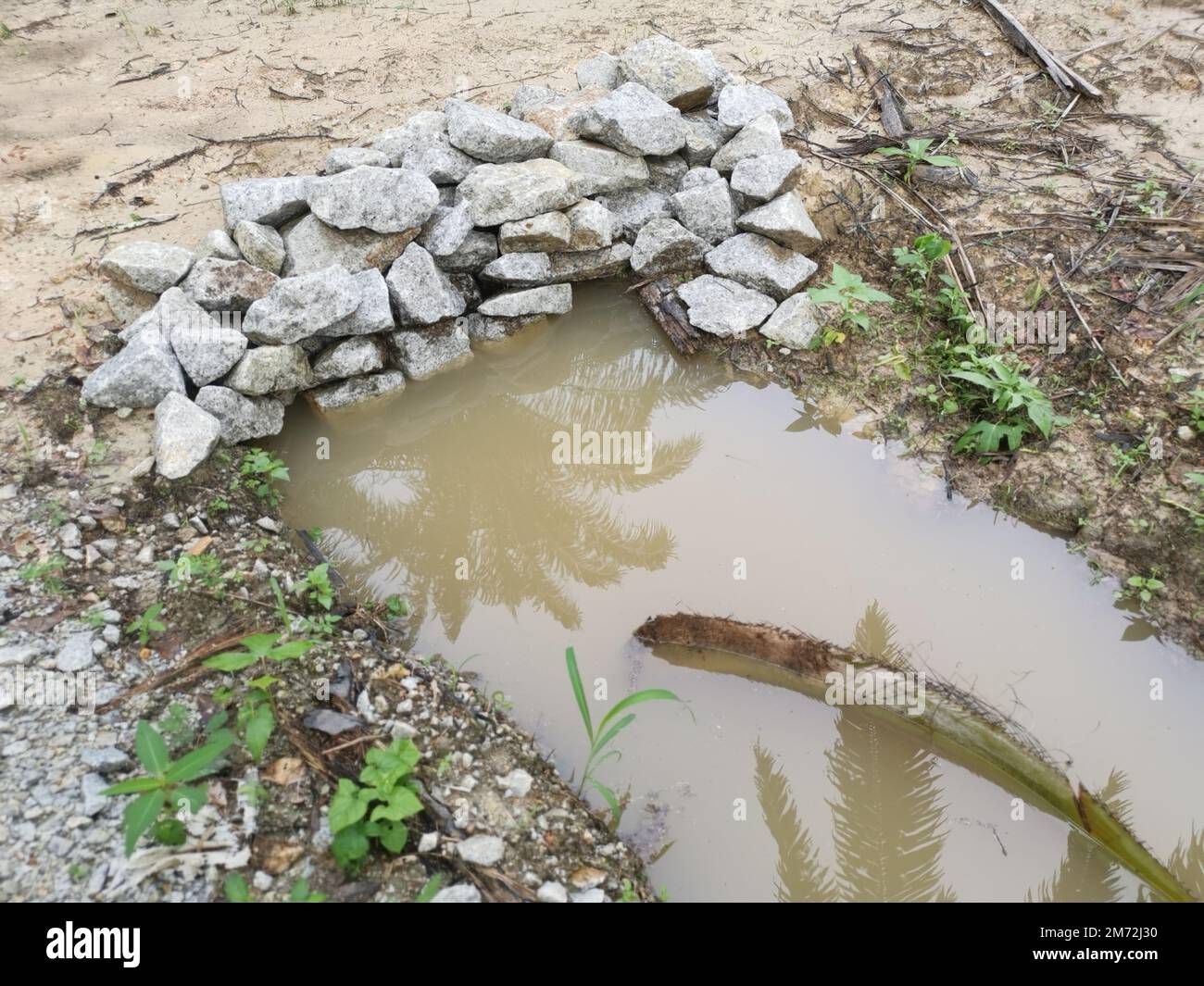 drainage along the palm oil plantation Stock Photo Alamy