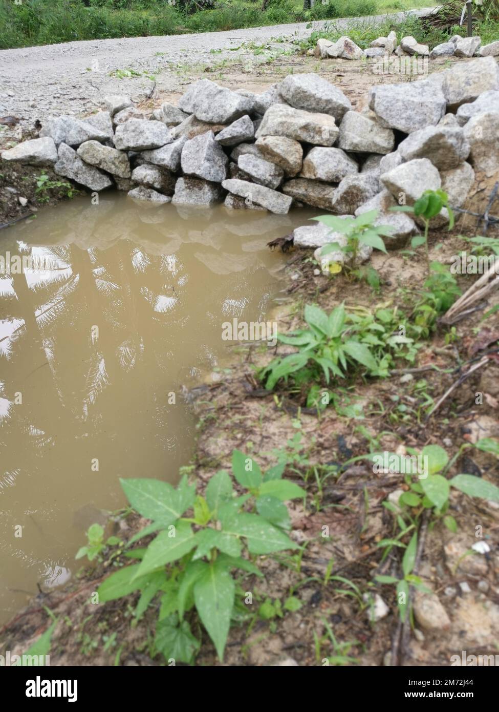 drainage along the palm oil plantation Stock Photo Alamy