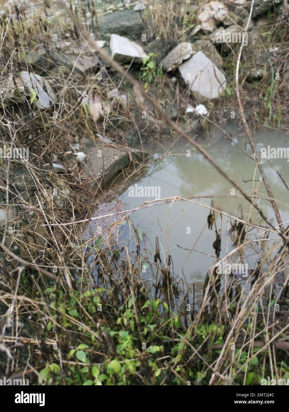 drainage along the palm oil plantation Stock Photo Alamy